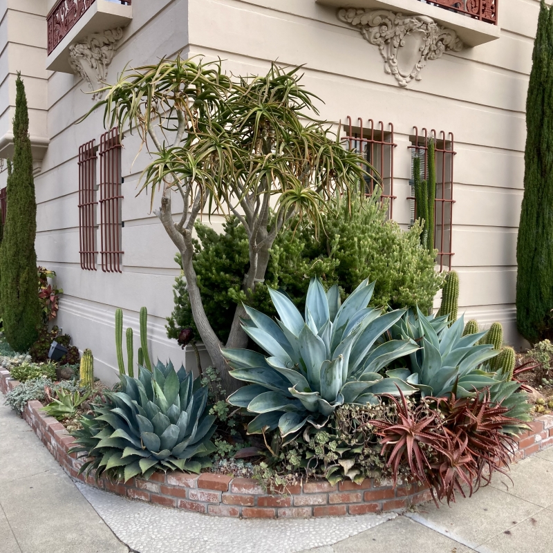 Agave attenuata 'Boutin Blue'