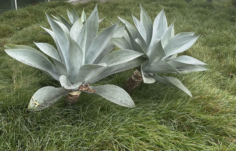 Agave attenuata 'Boutin Blue'