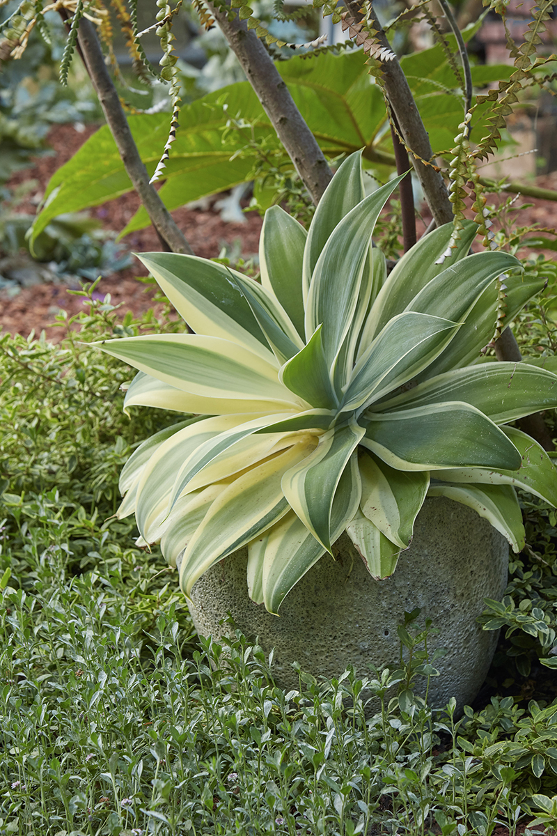 Agave attenuata 'Ray of Light'