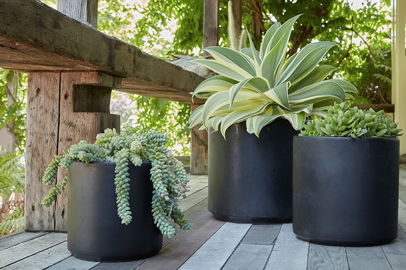 Agave attenuata 'Ray of Light'