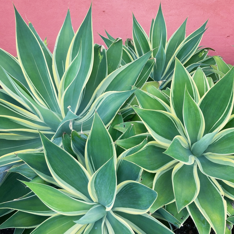 Agave attenuata 'Ray of Light'