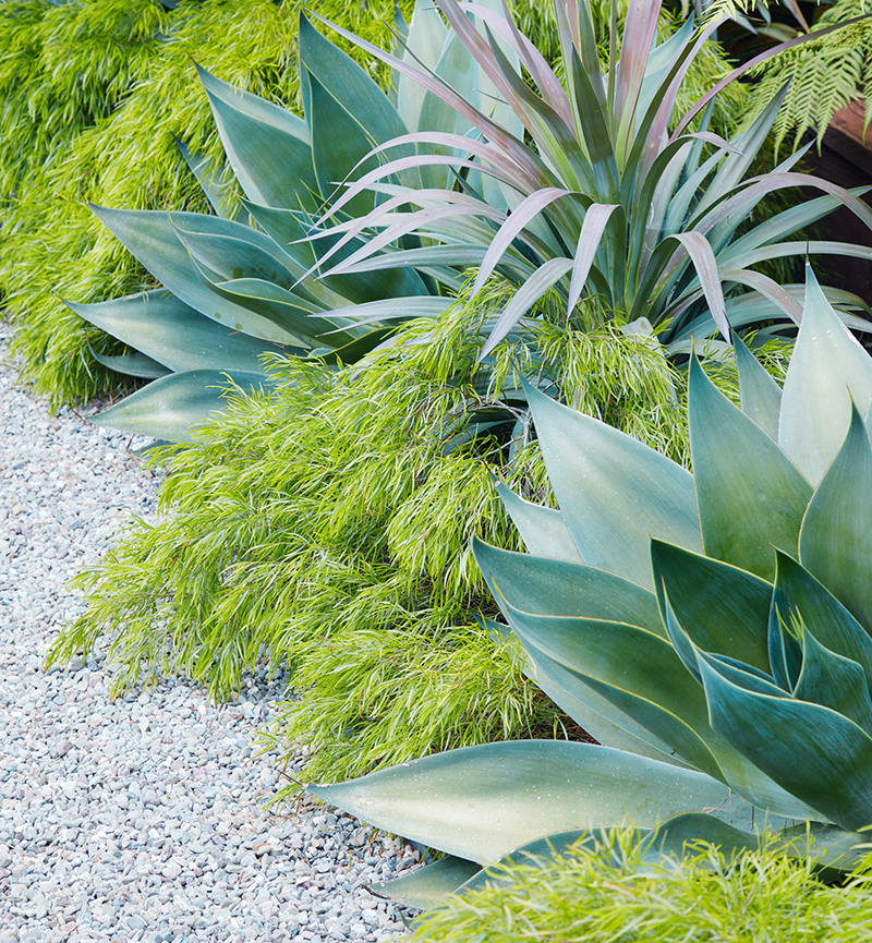 Agave 'Blue Flame'