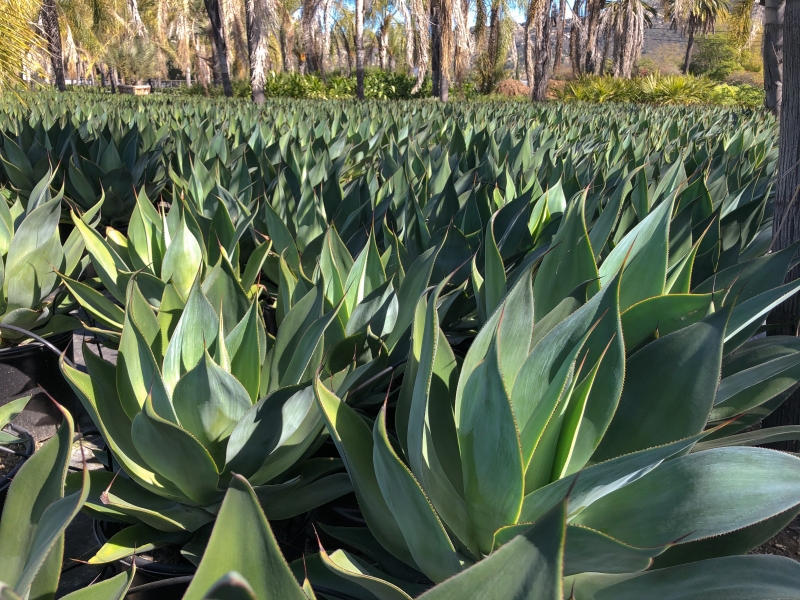 Agave 'Blue Flame'