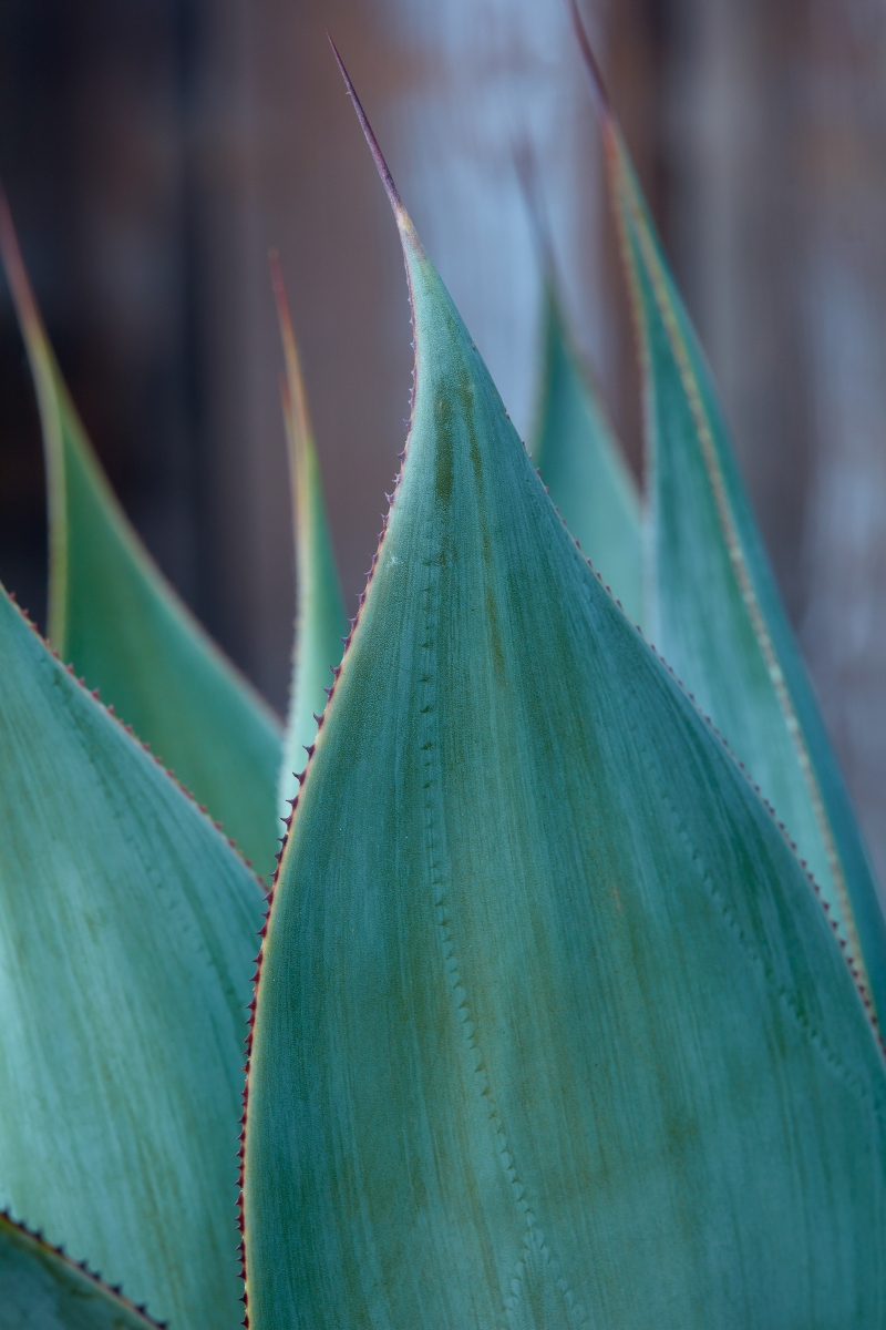 Agave 'Blue Flame'