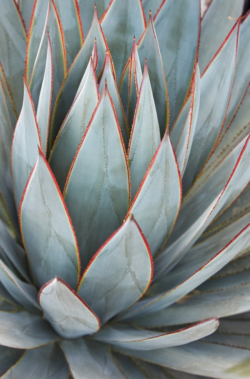 Agave 'Blue Glow'