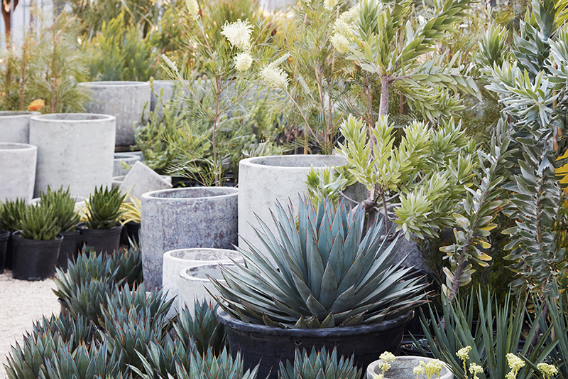 Agave 'Blue Glow'