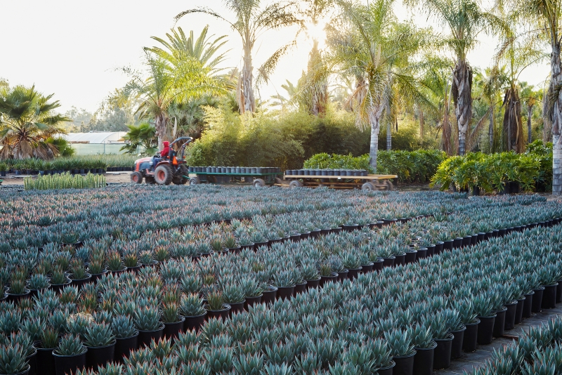 Agave 'Blue Glow'