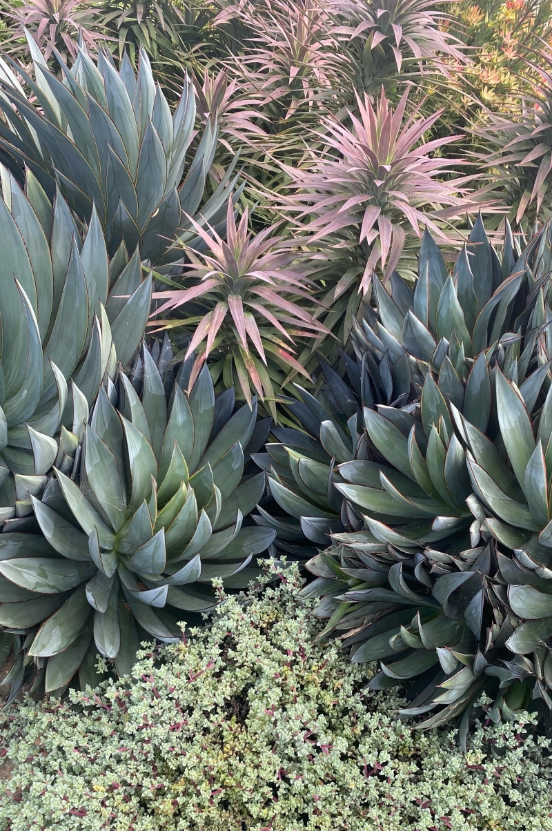 Agave 'Blue Glow'