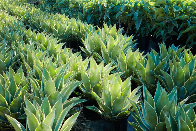 Agave celsii 'Multicolor'