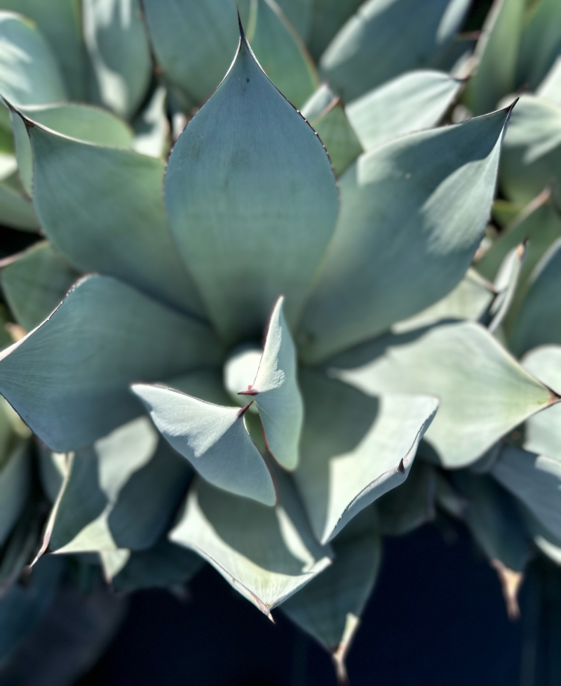 Agave celsii 'Nova'