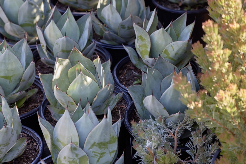 Agave celsii 'Nova'