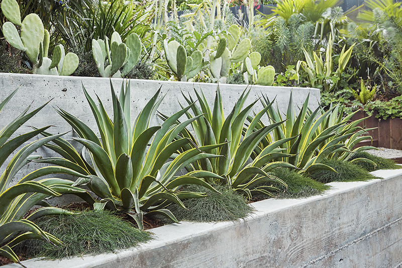 Agave desmettiana 'Variegata'