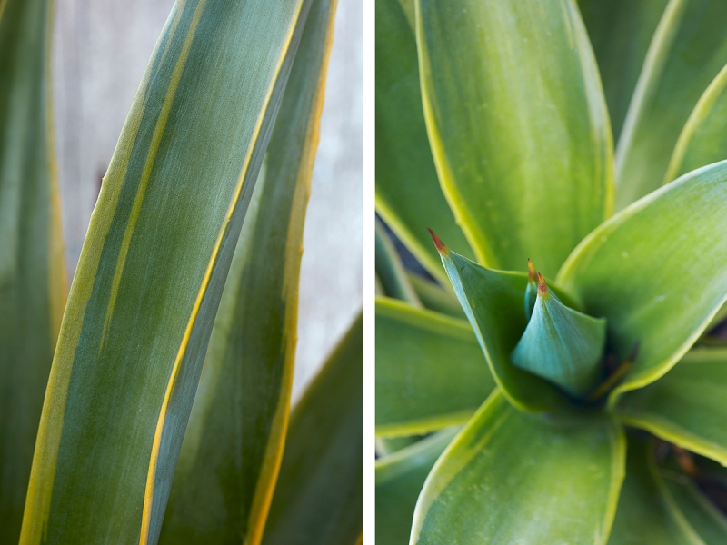 Agave desmettiana 'Variegata'