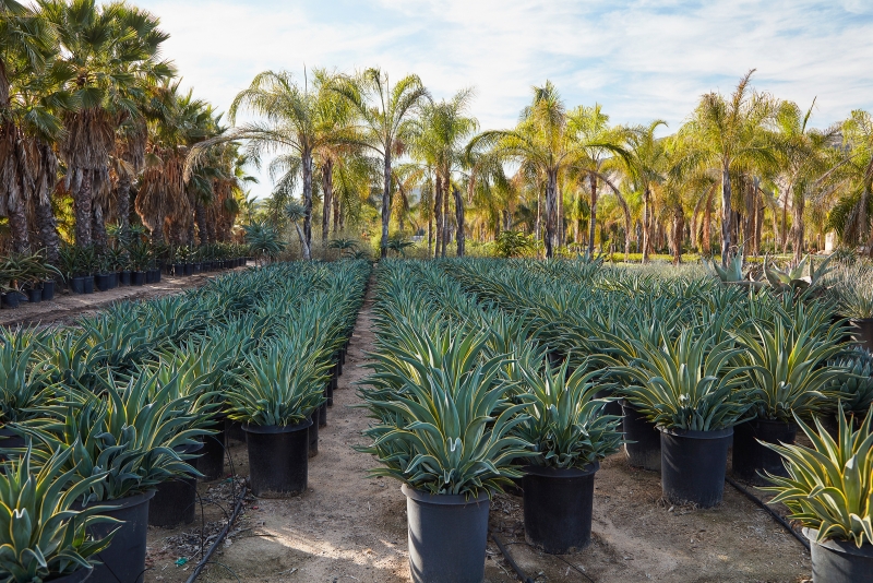 Agave desmettiana 'Variegata'