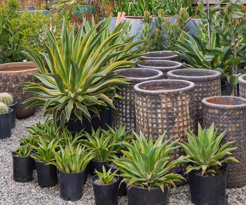 Agave desmettiana 'Variegata'