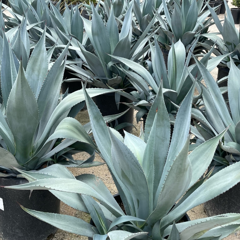 Agave franzosinii