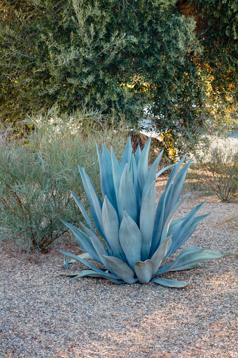 Agave franzosinii