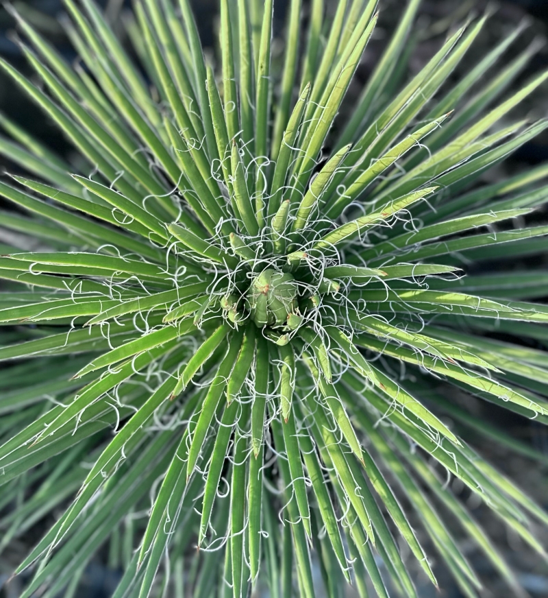 Agave geminiflora