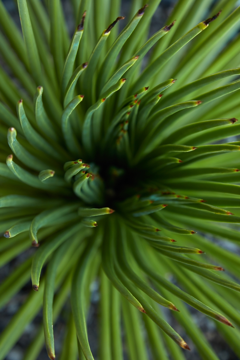 Agave geminiflora