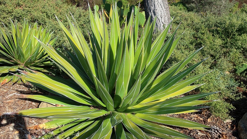 Agave impressa 'Impressive'