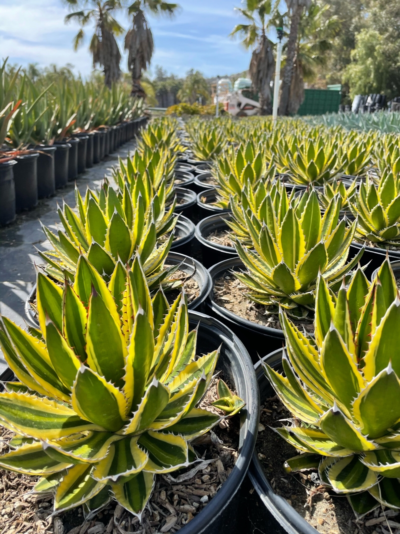 Agave lophantha 'Quadricolor'