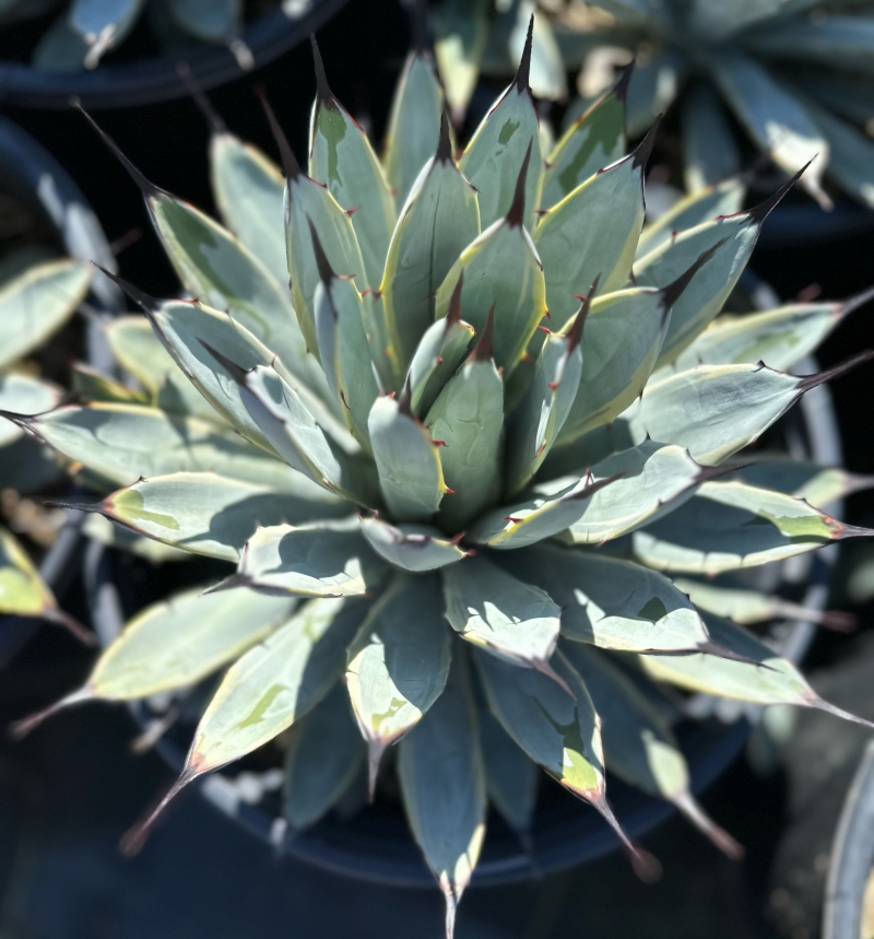 Agave macroacantha 'Blue Ribbon'