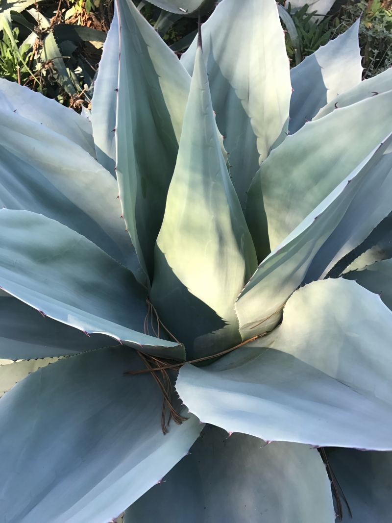 Agave ovatifolia