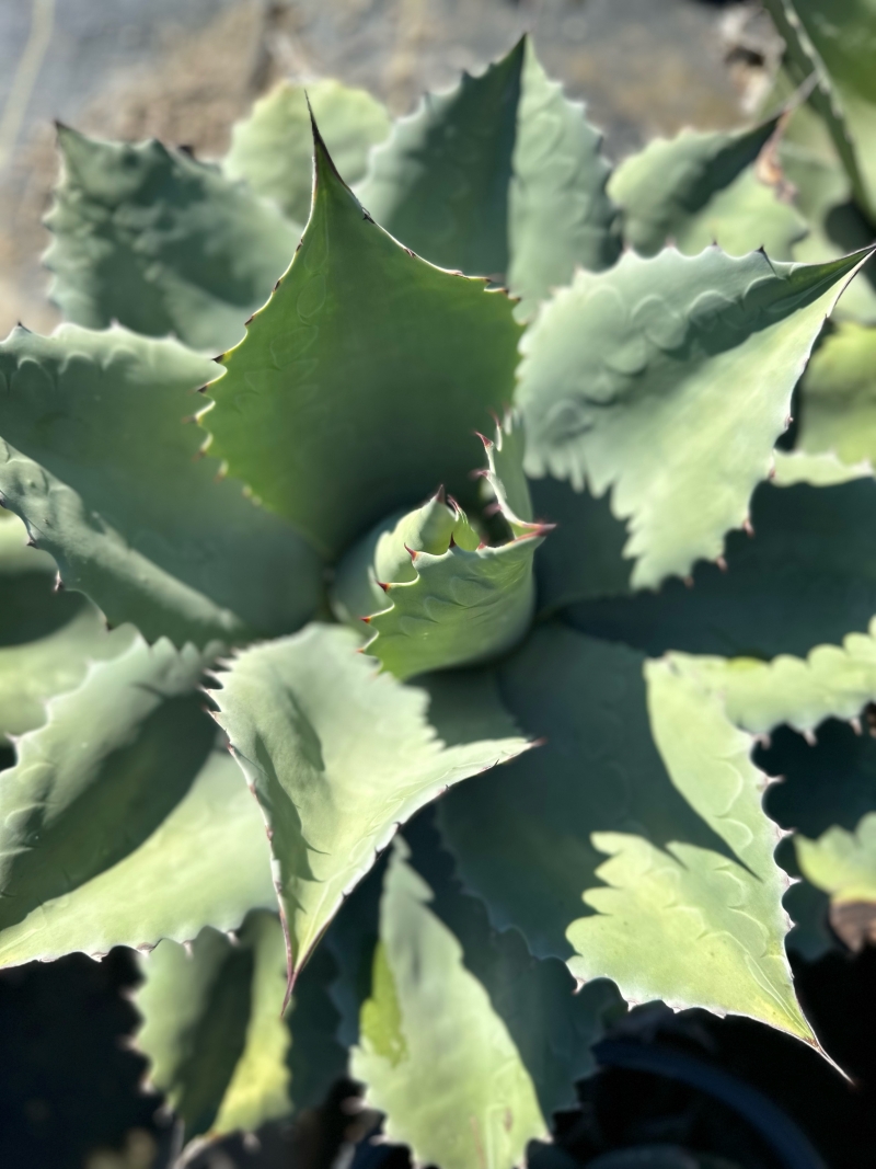 Agave ovatifolia 'Vanzie'