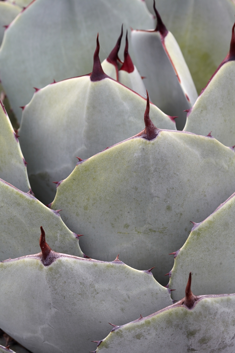 Agave parryi var. truncata