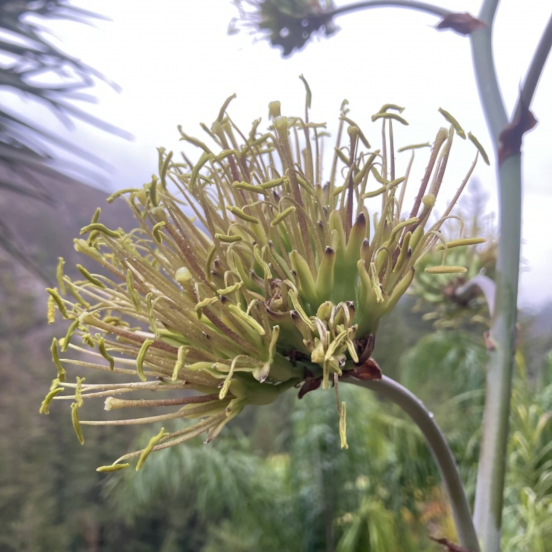 Agave potatorum