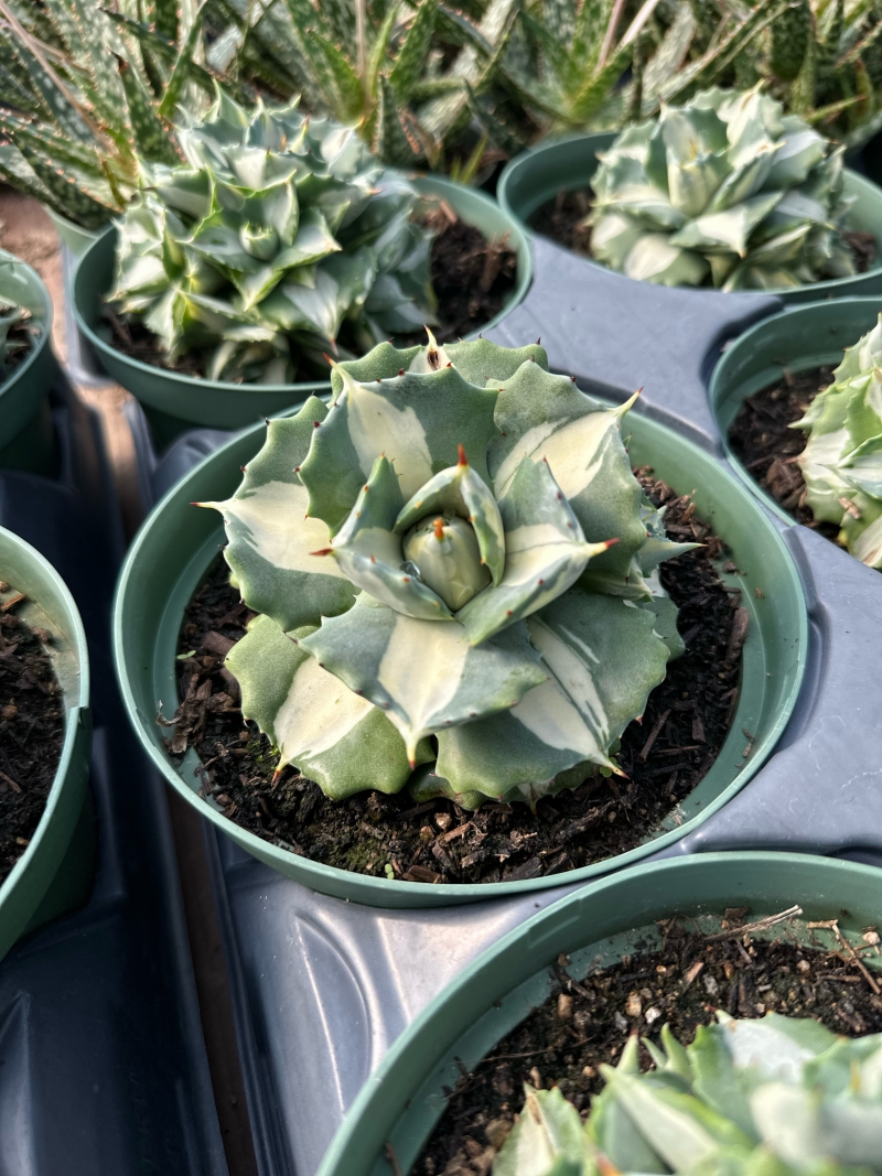 Agave potatorum 'Variegata'