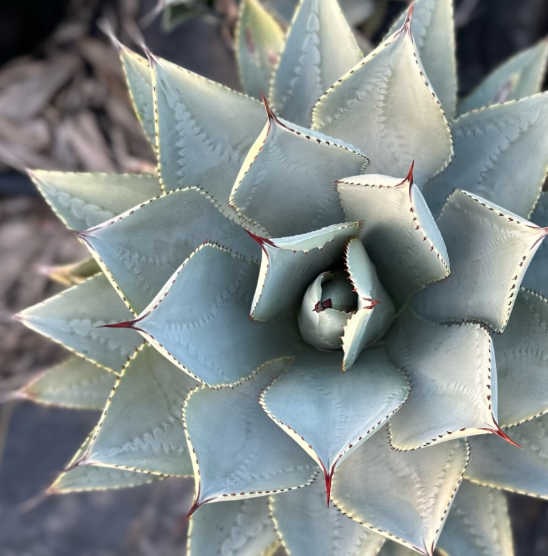 Agave pygmaea 'Dragon Toes'