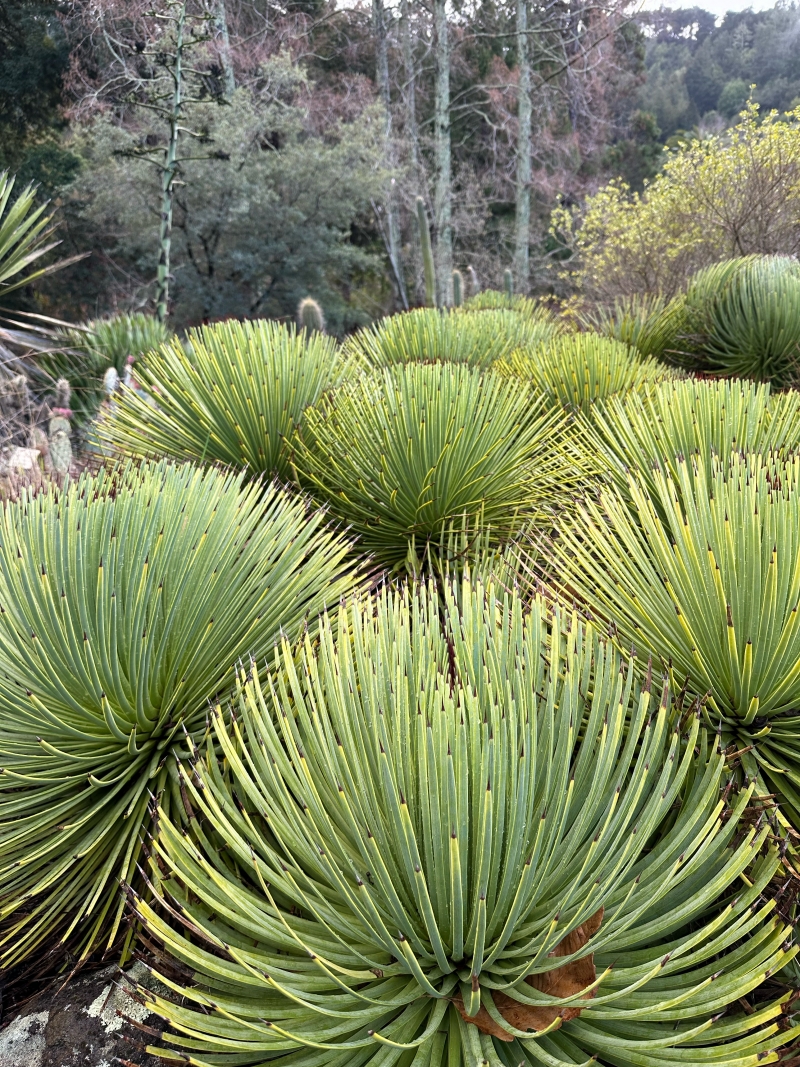 Agave stricta