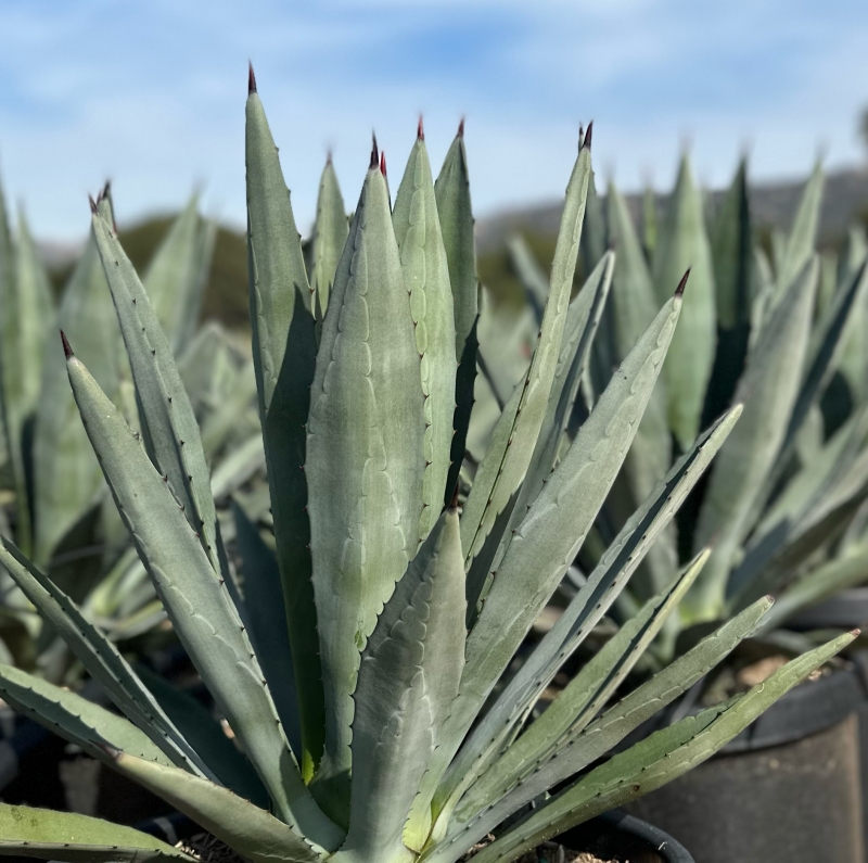 Agave tequilana 'RBG'