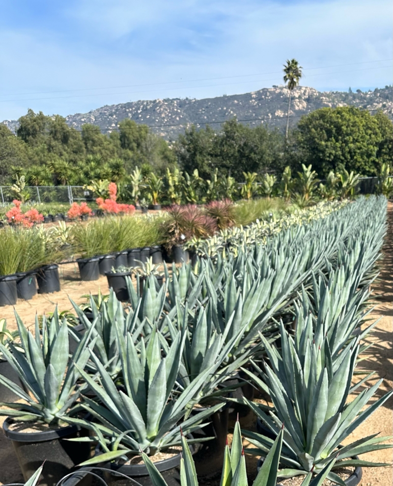 Agave tequilana 'RBG'