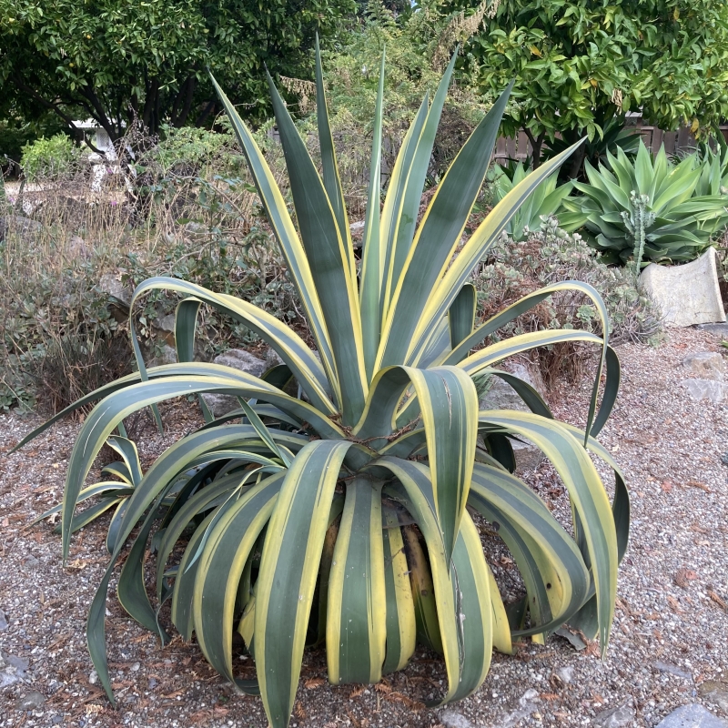 Agave tequilana 'Variegata'