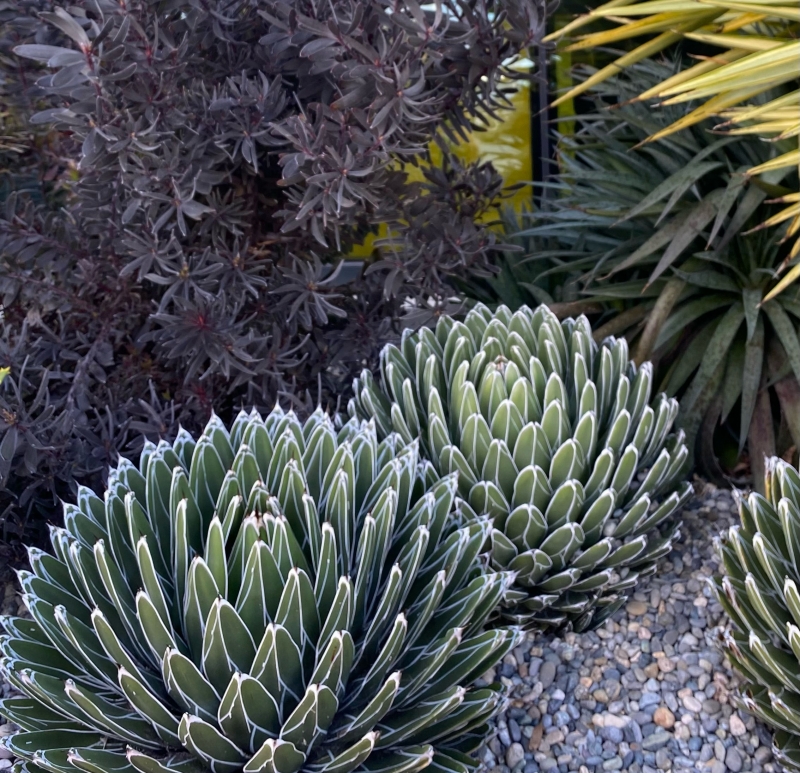 Agave victoriae-reginae