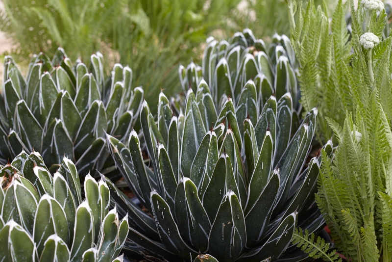 Agave victoriae-reginae Porcupine