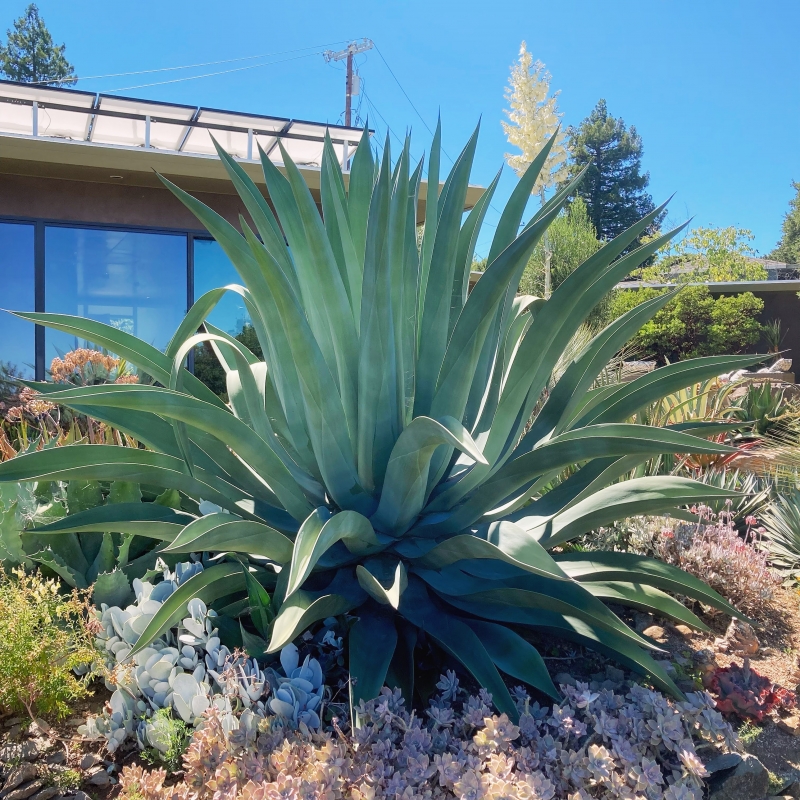 Agave weberi