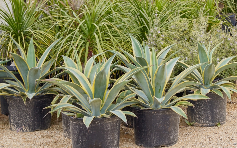 Agave weberi 'Arizona Star'