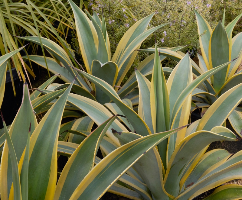 Agave weberi 'Arizona Star'