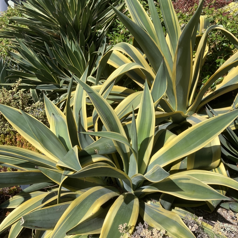 Agave weberi 'Arizona Star'