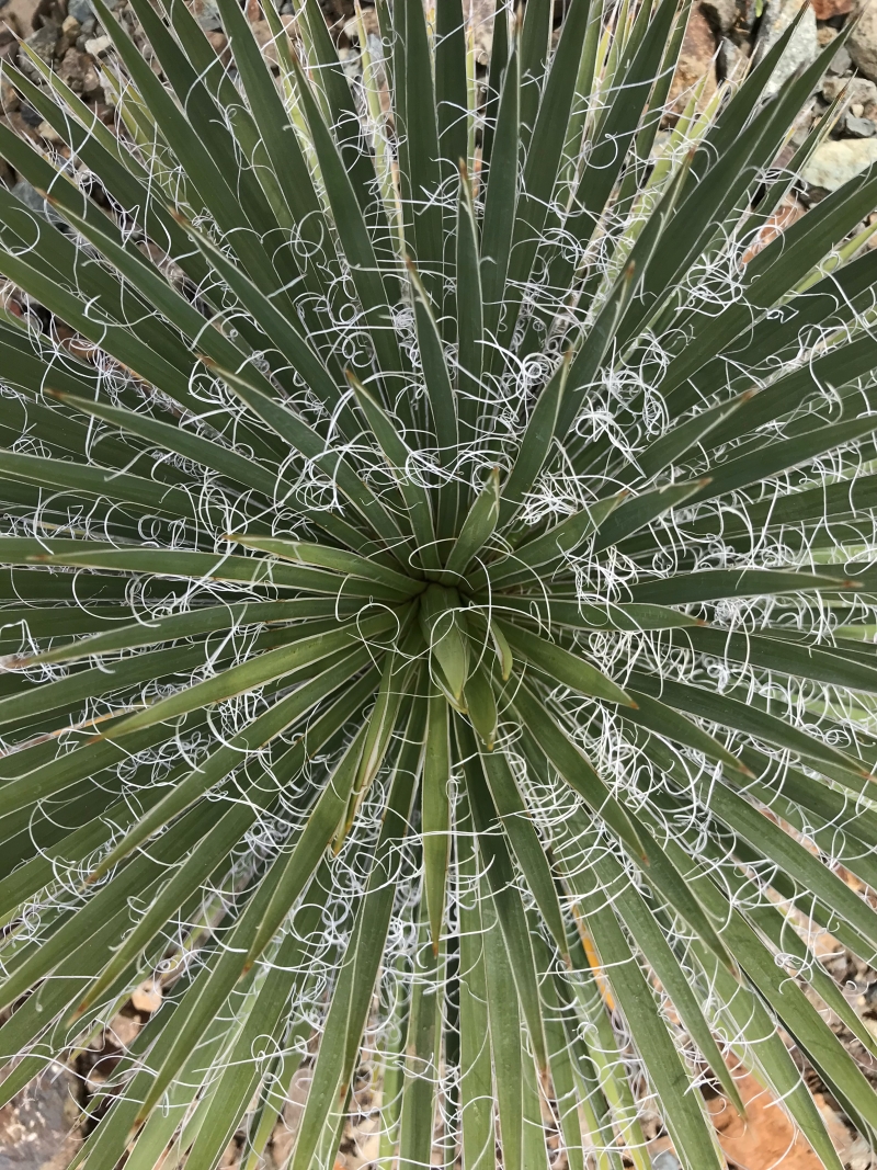 Agave x leopoldii