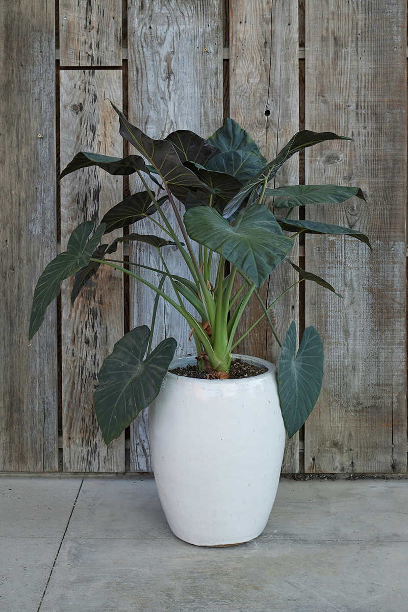 Alocasia 'Regal Shields'