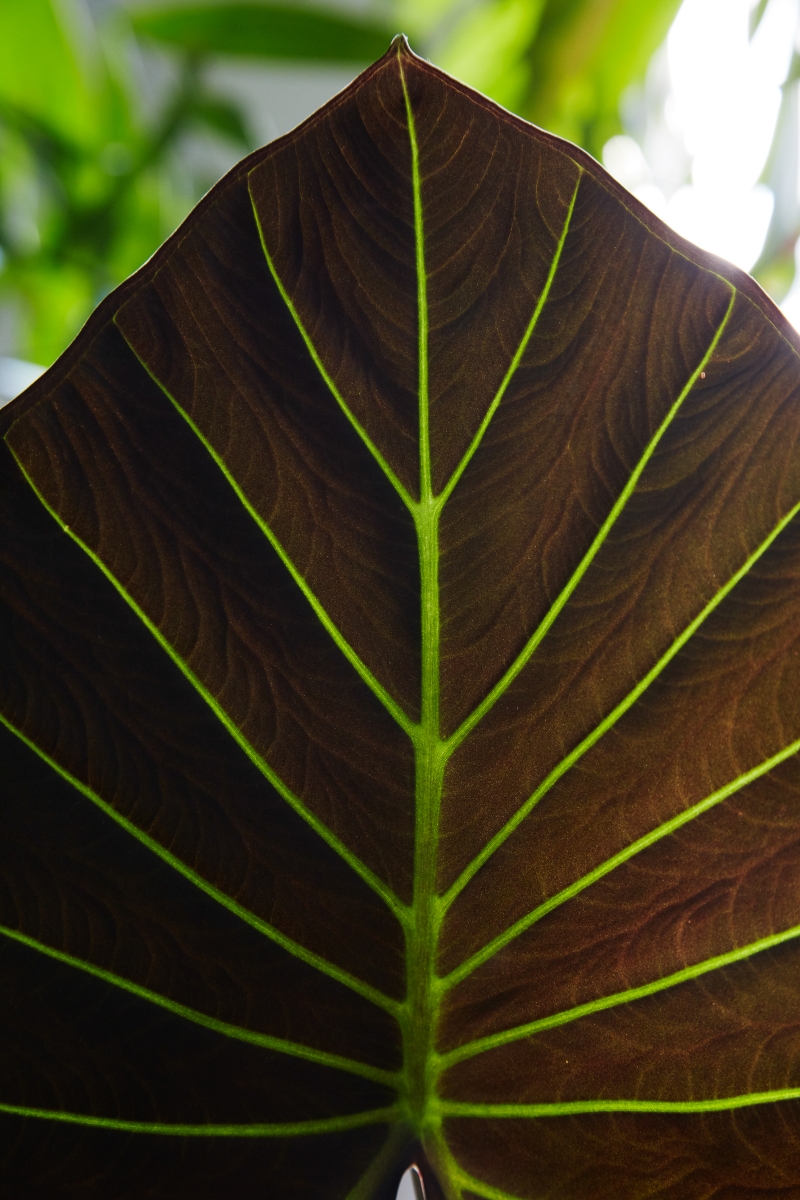 Alocasia 'Regal Shields'