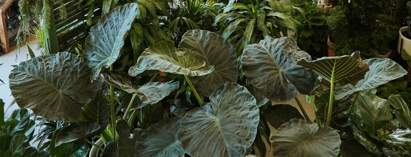 Alocasia 'Regal Shields'