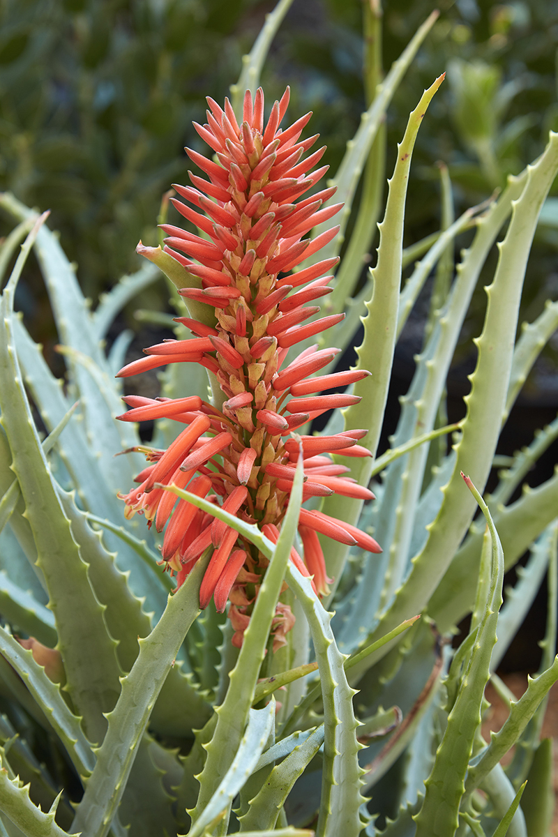 Aloe arborescens