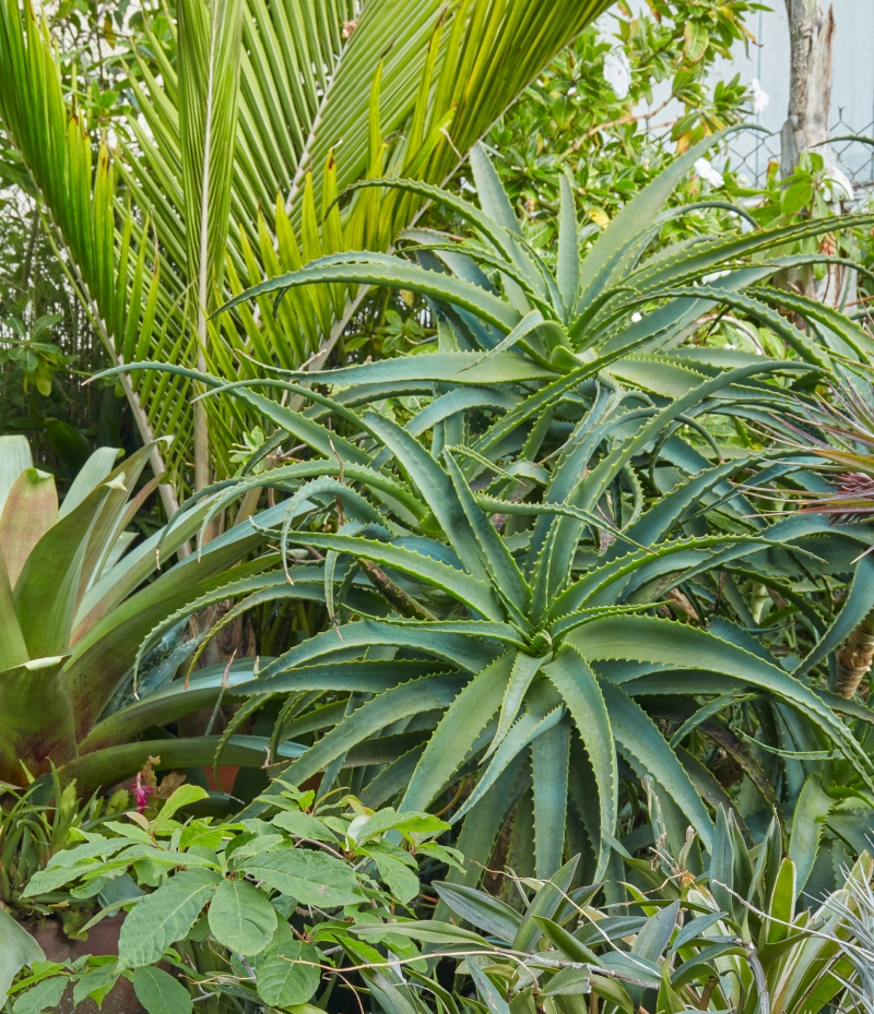 Aloe arborescens