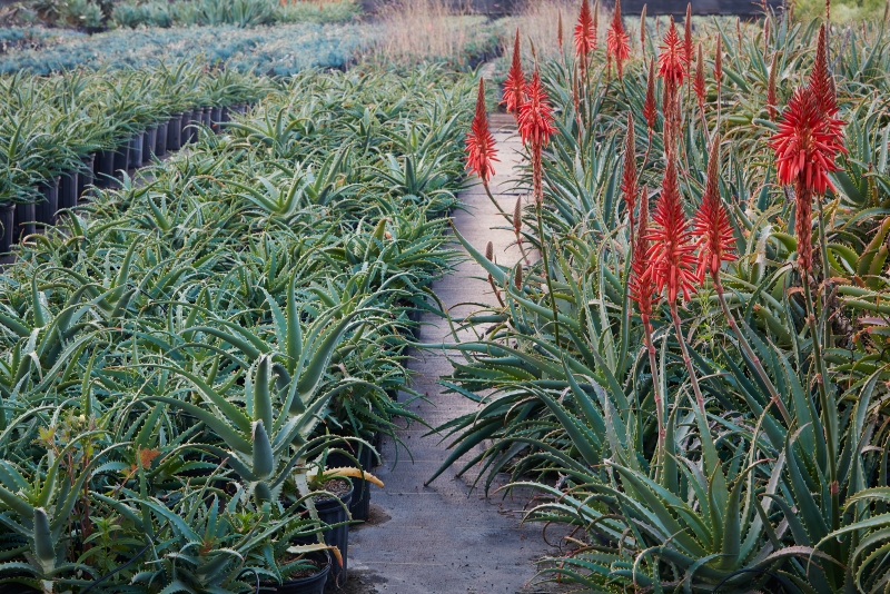 Aloe arborescens