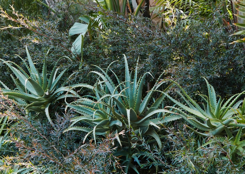 Aloe arborescens